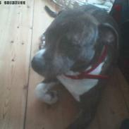 Amerikansk staffordshire terrier Cezar