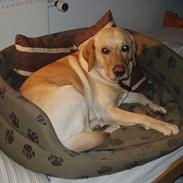 Labrador retriever Luffe