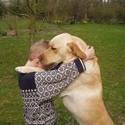 Labrador retriever Luffe