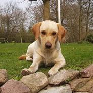 Labrador retriever Luffe