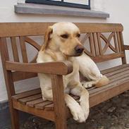 Labrador retriever Luffe