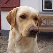 Labrador retriever Luffe