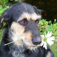 Blanding af racer Soffie<3