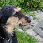 Blanding af racer Soffie<3