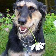 Blanding af racer Soffie<3