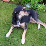 Blanding af racer Soffie<3