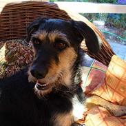 Blanding af racer Soffie<3