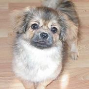 Tibetansk spaniel Sommerlyst´s Jomo Vesta