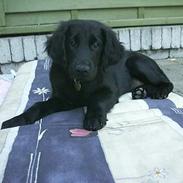 Flat coated retriever Kato