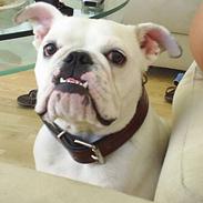 Engelsk bulldog Tykke