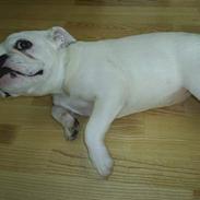 Engelsk bulldog Tykke