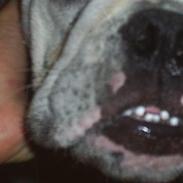 Engelsk bulldog Tykke