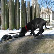 Staffordshire bull terrier Bono