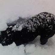 Labrador retriever Body