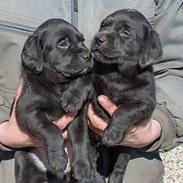 Labrador retriever Body