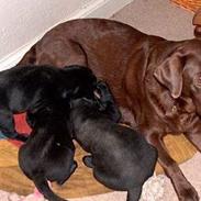 Labrador retriever Body