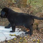 Labrador retriever Body
