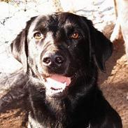 Labrador retriever Body