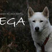 Siberian husky Vega