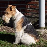 Ruhåret foxterrier Røddik Dirty Dancer/Sille