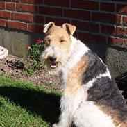 Ruhåret foxterrier Røddik Dirty Dancer/Sille