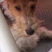 Ruhåret foxterrier Røddik Dirty Dancer/Sille