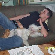 Ruhåret foxterrier Røddik Dirty Dancer/Sille