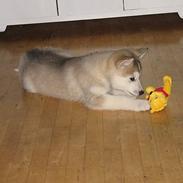 Alaskan malamute Chinook