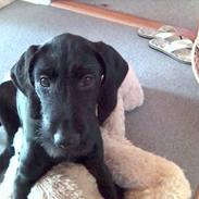 Blanding af racer bella