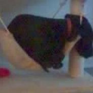 Blanding af racer bella