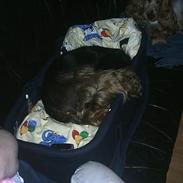 Cocker spaniel victor og max