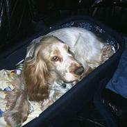 Cocker spaniel victor og max