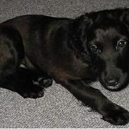 Cocker spaniel victor og max