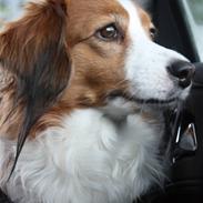 Kooikerhondje Bølle