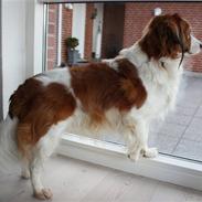 Kooikerhondje Bølle