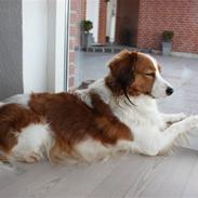 Kooikerhondje Bølle