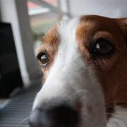 Kooikerhondje Bølle