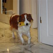 Kooikerhondje Bølle