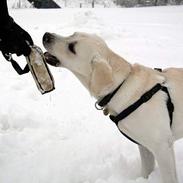 Labrador retriever Max