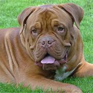 Dogue de bordeaux Algojos Braveheart