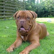 Dogue de bordeaux Algojos Braveheart