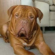 Dogue de bordeaux Algojos Braveheart