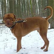 Dogue de bordeaux Algojos Braveheart