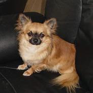 Chihuahua Bobbi