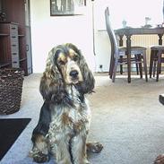 Cocker spaniel victor og max