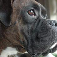 Boxer zep