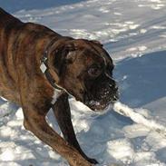 Boxer zep