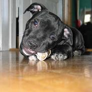 Staffordshire bull terrier Bono