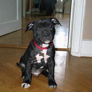 Staffordshire bull terrier Bono