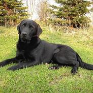 Labrador retriever Max